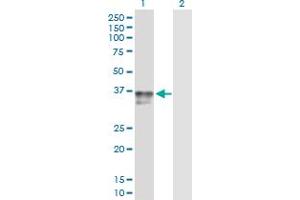 Western Blot analysis of IGFBP3 expression in transfected 293T cell line by IGFBP3 MaxPab polyclonal antibody.