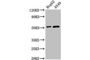 Western Blot Positive WB detected in: HepG2 whole cell lysate, A549 whole cell lysate All lanes: PNLIPRP2 antibody at 3 μg/mL Secondary Goat polyclonal to rabbit IgG at 1/50000 dilution Predicted band size: 52 kDa Observed band size: 52 kDa (PNLIPRP2 抗体  (AA 305-460))