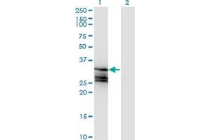 Western Blot analysis of HAGH expression in transfected 293T cell line by HAGH monoclonal antibody (M02A), clone 2F9. (HAGH 抗体  (AA 161-260))