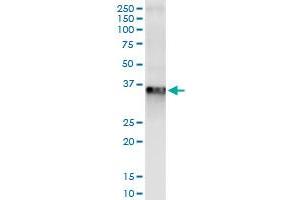 Immunoprecipitation of RLBP1 transfected lysate using anti-RLBP1 MaxPab rabbit polyclonal antibody and Protein A Magnetic Bead , and immunoblotted with RLBP1 purified MaxPab mouse polyclonal antibody (B01P) . (RLBP1 抗体  (AA 1-317))