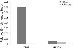 Chromatin immunoprecipitation analysis extracts of HeLa cell line, using TEAD1 rabbit polyclonal antibody and rabbit IgG. (TEAD1 抗体)