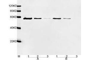 Primary antibody: A. (DYKDDDDK Tag 抗体  (HRP))