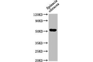 Western Blot Positive WB detected in: Spinacia oleracea leaf tissue All lanes: SUN1 antibody at 1:1000 Secondary Goat polyclonal to rabbit IgG at 1/50000 dilution Predicted band size: 52 kDa Observed band size: 52 kDa (SUN1 抗体  (AA 2-105))