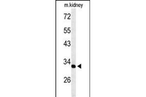 Western blot analysis of TMUB2 Antibody (Center) (ABIN653594 and ABIN2842963) in mouse kidney tissue lysates (35 μg/lane). (TMUB2 抗体  (AA 83-112))
