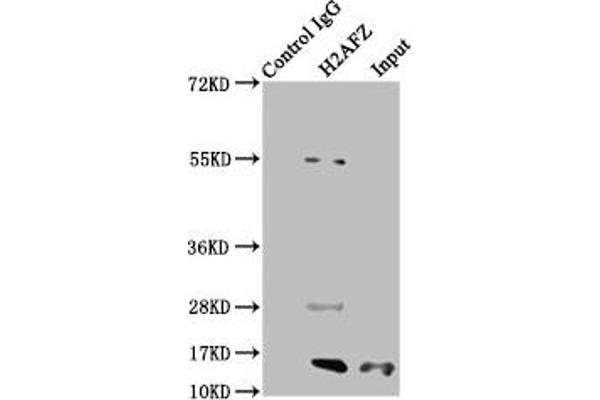 H2AFZ antibody  (acLys7)