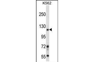 BRD1 Antibody (N-term) (ABIN657939 and ABIN2846882) western blot analysis in K562 cell line lysates (35 μg/lane). (BRD1 抗体  (N-Term))