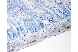 Anti-PC1/3 antibody, IHC(P) IHC(P): Rat Intestine Tissue
