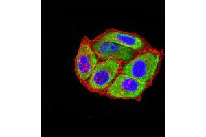Immunofluorescence (IF) image for anti-Serotonin Receptor 3B (HTR3B) (AA 23-150) antibody (ABIN5611118)