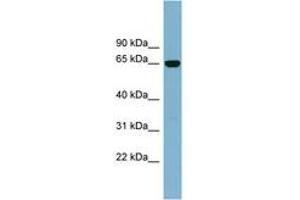 Image no. 1 for anti-Interleukin 22 Receptor, alpha 1 (IL22RA1) (AA 251-300) antibody (ABIN6742083)