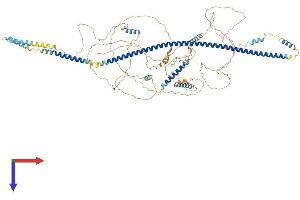 AlphaFold protein structure predicition of Mouse Recombinant Ccdc14 Protein, UniprotID Q8K2J4