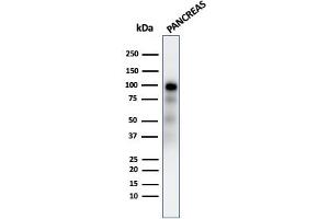 Western Blot Analysis of human Pancreas tissue lysate using GP2 Recombinant Rabbit Monoclonal Antibody (GP2/2569R). (Recombinant GP2 抗体  (AA 35-179))