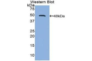 Western Blotting (WB) image for anti-Interleukin 21 (IL21) (AA 23-155) antibody (ABIN3206224) (IL-21 抗体  (AA 23-155))