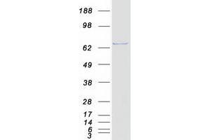 Western Blotting (WB) image for Prostaglandin-Endoperoxide Synthase 1 (Prostaglandin G/H Synthase and Cyclooxygenase) (PTGS1) (Transcript Variant 1) protein (Myc-DYKDDDDK Tag) (ABIN2712732)