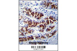 PTPN20A Antibody immunohistochemistry analysis in formalin fixed and paraffin embedded human stomach tissue followed by peroxidase conjugation of the secondary antibody and DAB staining. (PTPN20A 抗体  (AA 178-207))
