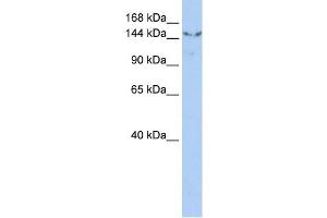 UGCGL2 antibody used at 1 ug/ml to detect target protein.