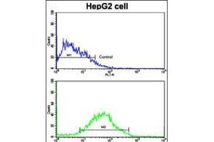 Flow cytometric analysis of HepG2 cells using PUM2 Antibody (S182)(bottom histogram) compared to a negative control cell (top histogram). (PUM2 抗体  (AA 159-189))