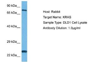 Host: Rabbit Target Name: KRAS Sample Tissue: Human DLD1 Whole Cell Antibody Dilution: 1ug/ml