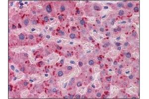 Immunohistochemistry (IHC) image for anti-Apolipoprotein A-II (APOA2) (AA 1-101) antibody (ABIN614396) (APOA2 抗体  (AA 1-101))