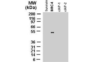 Western blot analysis of recombinant full-length IAP proteins using polyclonal antibody to BIRC4 polyclonal antibody  at 1 : 2000. (XIAP 抗体)