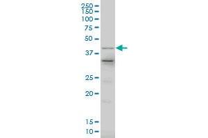 Western Blotting (WB) image for anti-LIM Homeobox 4 (LHX4) (AA 291-390) antibody (ABIN529957)