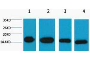 Western Blotting (WB) image for anti-Histone 3 (H3) antibody (ABIN3178591) (Histone 3 抗体)