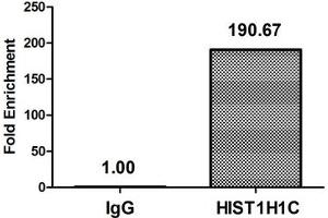 Chromatin Immunoprecipitation Hela (4*10 6 ) were treated with Micrococcal Nuclease, sonicated, and immunoprecipitated with 8 μg anti-HIST1H1C (ABIN7139594) or a control normal rabbit IgG. (HIST1H1C 抗体  (meLys186))