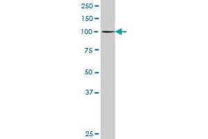 MCTP2 MaxPab polyclonal antibody. (MCTP2 抗体  (AA 1-306))