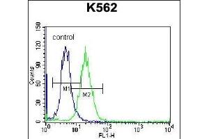 HIST1H2AB Antibody (N-term) (ABIN656986 and ABIN2846169) flow cytometric analysis of K562 cells (right histogram) compared to a negative control cell (left histogram). (HIST1H2AB 抗体  (N-Term))
