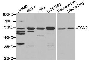 Western blot analysis of extracts of various cell lines, using TCN2 antibody. (TCN2 抗体)