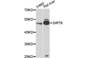 Western blot analysis of extracts of various cell lines, using CALU antibody (ABIN6291516) at 1:1000 dilution. (CALU 抗体)