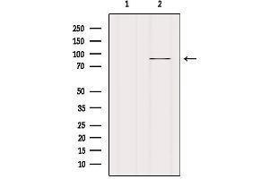 Western blot analysis of extracts from Mouse spleen, using FAKD5 Antibody. (FASTKD5 抗体  (Internal Region))