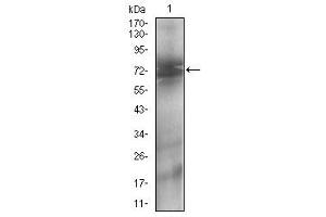 Fig. (CD73 抗体  (AA 30-250))