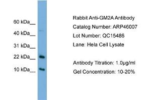 WB Suggested Anti-GM2A  Antibody Titration: 0. (GM2A 抗体  (N-Term))