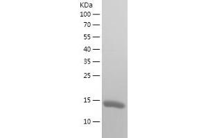 Western Blotting (WB) image for Thioredoxin Domain Containing 17 (TXNDC17) (AA 2-123) protein (His tag) (ABIN7125359) (TXNDC17 Protein (AA 2-123) (His tag))