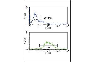 LCAT Antibody (Center) (ABIN653825 and ABIN2843093) flow cytometric analysis of K562 cells (bottom histogram) compared to a negative control cell (top histogram). (LCAT 抗体  (AA 285-313))