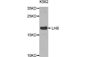 Western Blotting (WB) image for anti-Luteinizing Hormone beta Polypeptide (LHB) antibody (ABIN1873543) (LHB 抗体)
