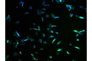 Immunofluorescence staining of MCF-7 cells with ABIN7157259 at 1:100, counter-stained with DAPI. (KBTBD7 抗体  (AA 475-684))