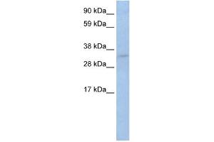 WB Suggested Anti-TRP53 Antibody Titration:  2. (p53 抗体  (C-Term))