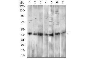 Western blot analysis using CD14 mouse mAb against HepG2 (1), A549 (2), HL60 (3), RAW264. (CD14 抗体  (AA 20-214))