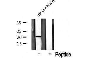 Western blot analysis on mouse brain lysate using COX42 Antibody (COX4I2 抗体  (Internal Region))