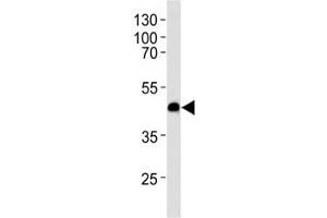 Western blot analysis of lysate from U-251 MG cell line using CXCR7 antibody at 1:1000 for each lane. (CXCR7 抗体  (AA 330-358))