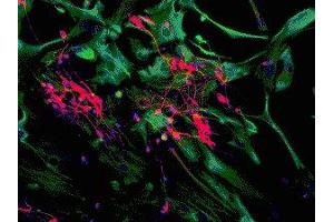 Immunostaining of mixed neuron/glial cultures showing specific cytoplasmic labeling of dendrites and perikarya of neuronal cells in red with anti-MAP2C/D and astrocyte and fibroblast labeling (green) with anti-vimentin ( ABIN361371). (MAP2 抗体)