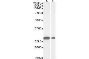 ABIN2564492 (0. (PGAM1 抗体  (C-Term))