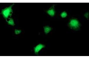Anti-SEC14L2 mouse monoclonal antibody (ABIN2455048) immunofluorescent staining of COS7 cells transiently transfected by pCMV6-ENTRY SEC14L2 (RC215994). (SEC14L2 抗体)