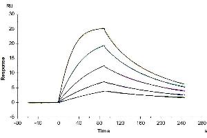 Human IL-2 R beta, hFc Tag captured on CM5 Chip via Protein A can bind Human IL-15, No Tag with an affinity constant of 2.