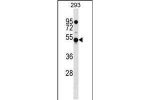 Western blot analysis in 293 cell line lysates (35ug/lane). (KLHDC4 抗体  (AA 237-265))