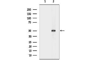 Western blot analysis of lysates from 3-L1 cells(heat-shock treatment), using METAP2 Antibody.