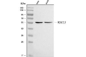 Western blot analysis of WDR13 using anti-WDR13 antibody (ABIN7600216).