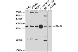 Western blot analysis of extracts of various cell lines, using MF antibody (ABIN6129581, ABIN6143784, ABIN6143785 and ABIN6214399) at 1:1000 dilution. (MFAP2 抗体  (AA 18-183))