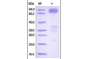 Human DR6, Fc Tag on SDS-PAGE under reducing (R) condition. (TNFRSF21 Protein (AA 42-350) (Fc Tag))